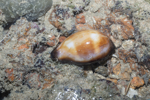 Cypraea onyx observed 2026-07-15