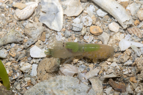 Synalpheus bituberculatus observed 2026-07-15