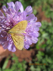 Mecyna flavalis