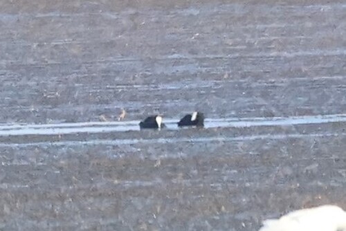 iNaturalist image