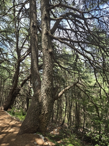 Cedrus libani, photograph 3