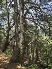 Cedrus libani, photograph (c) Antoun ARMALÉ, some rights reserved (CC BY)