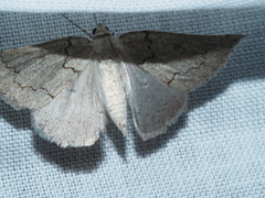 Amelora goniota