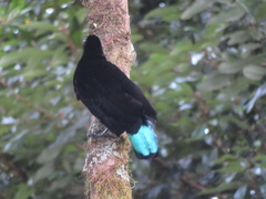 Ptiloris paradiseus