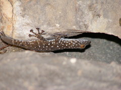 Northern Fan-Footed Gecko photo 5
