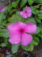 Catharanthus roseus