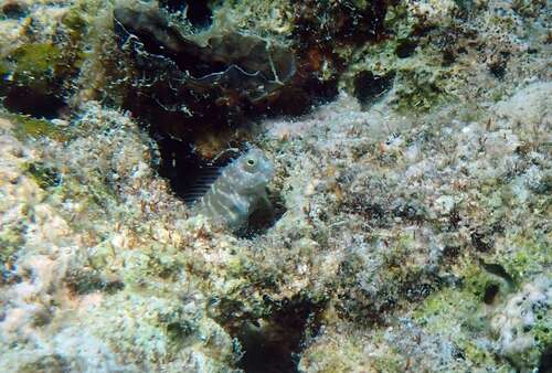 Salarias segmentatus observed 2026-07-20