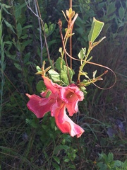 Exobasidium ferrugineae