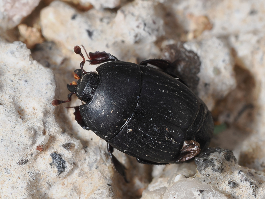 Atholus siculus