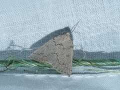 Amelora goniota