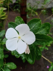 Catharanthus roseus