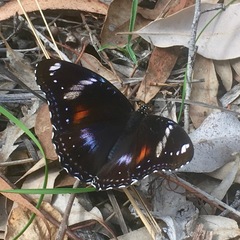 Hypolimnas bolina nerina