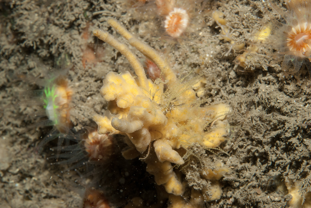 Hyndman's horny sponge