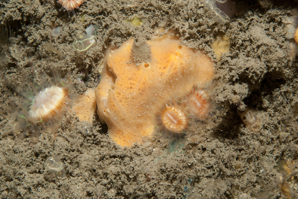 orange fibrous horny sponge