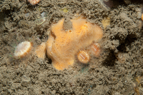 orange fibrous horny sponge