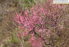 Prunus triloba