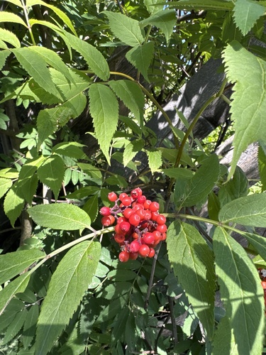 red-berried elder