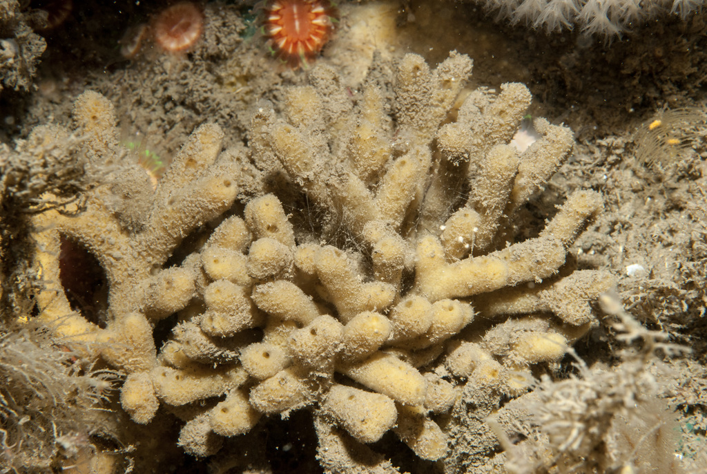 Stelligera stuposa