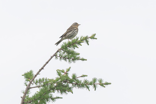 Olive-backed Pipit