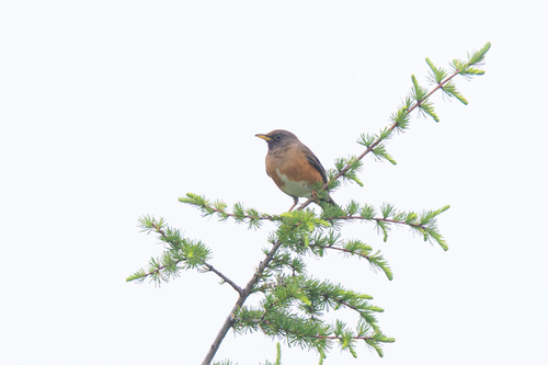 Brown-headed Thrush