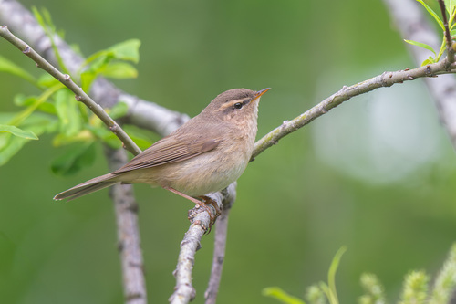 Dusky Warbler