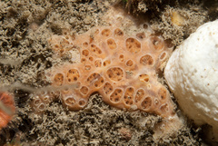Hemimycale columella