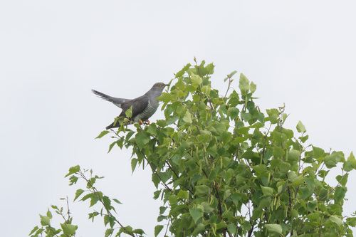 Common Cuckoo