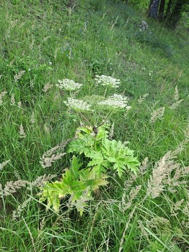 Sosnowsky's hogweed