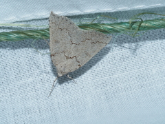Amelora goniota