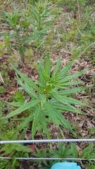 Chamaenerion angustifolium