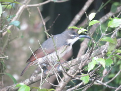 Ptiloris paradiseus