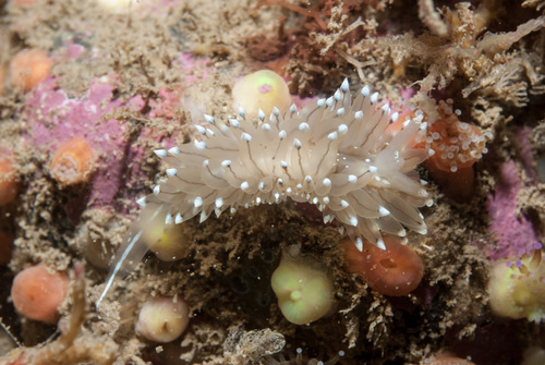 Antiopella cristata