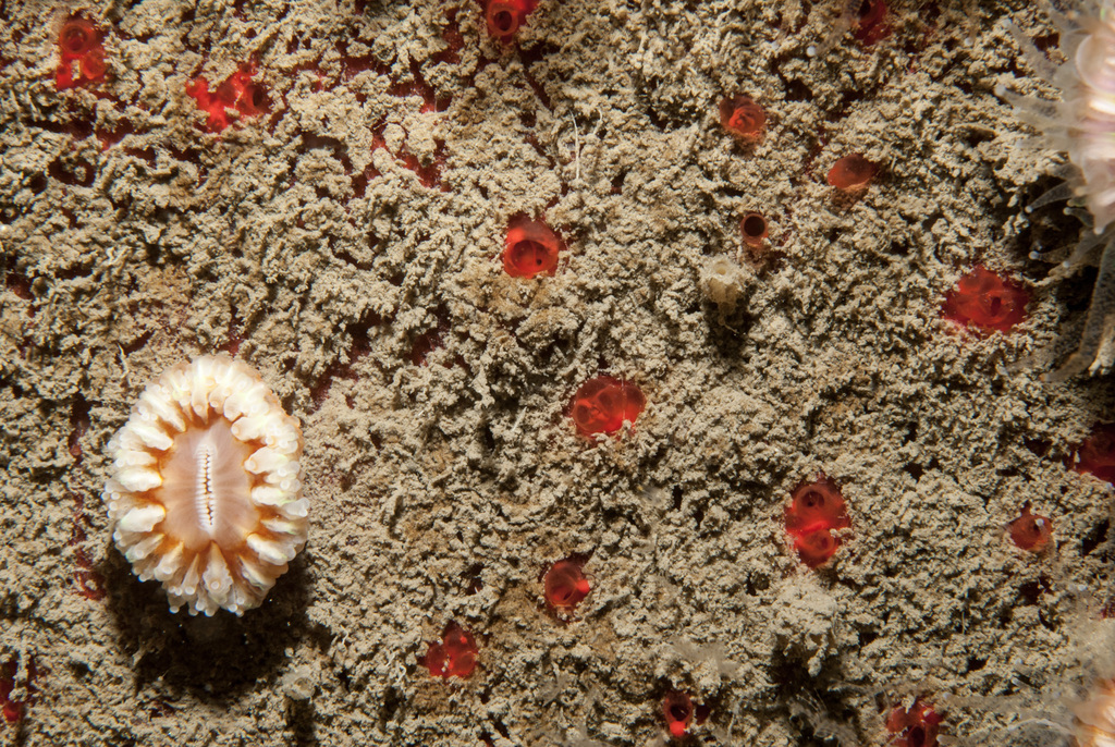 Eurypon major