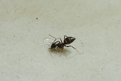 Nylanderia bourbonica