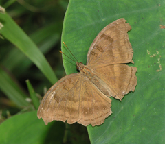 Junonia iphita iphita