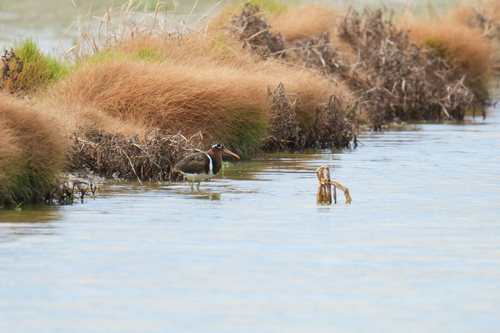 iNaturalist image