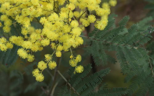 Acacia silvestris, 2026-07-20