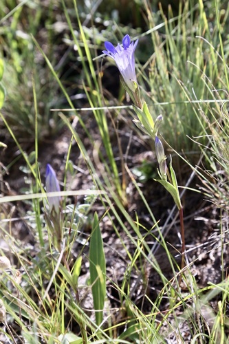 Gentiana olivieri, photograph 3