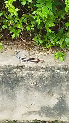 African Five-lined Skink