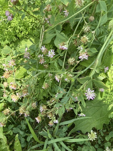 Trifolium resupinatum, photograph 4