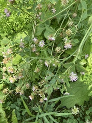 Trifolium resupinatum, photograph author not stated, no rights reserved