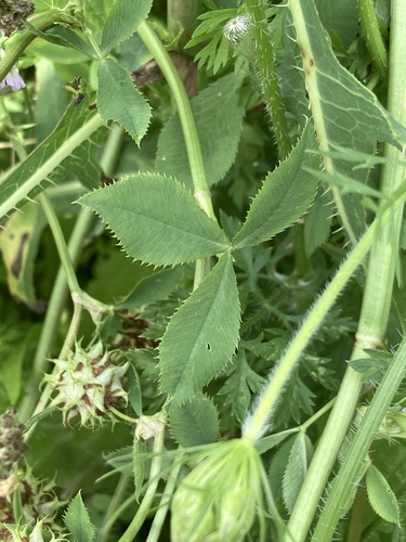 Trifolium resupinatum, photograph 6