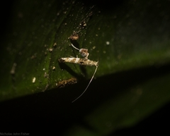 Cyphosticha panconita