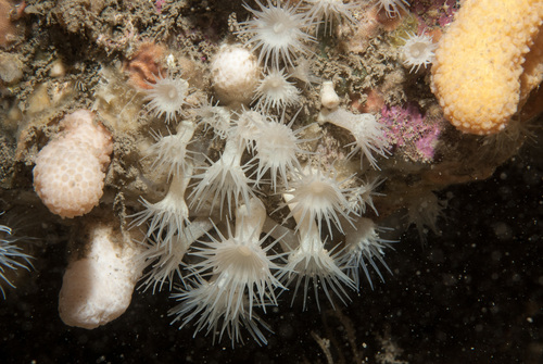Parazoanthus anguicomus