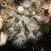 White Cluster Anemone - Photo (c) Bernard Picton, some rights reserved (CC BY), uploaded by Bernard Picton