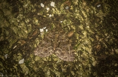 Polyclysta hypogrammata