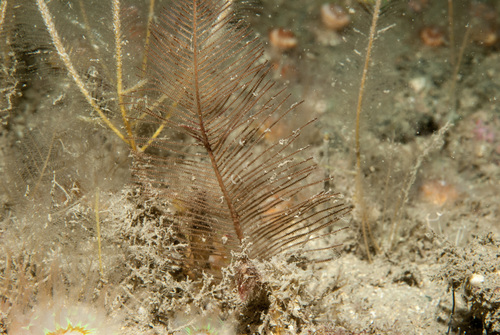 Diphasia alata