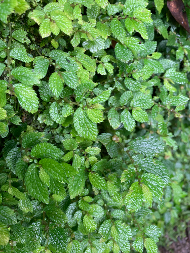 Elatostema parvum observed 2026-07-20