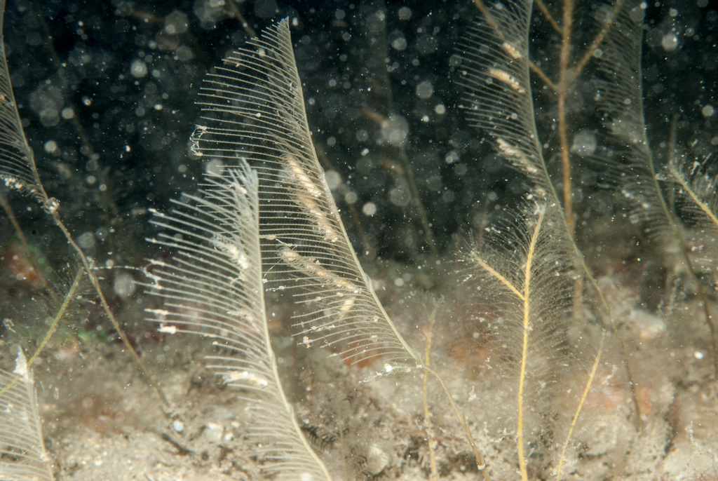 Photo of Mediterranean giant fern hydroid (Lytocarpia myriophyllum)