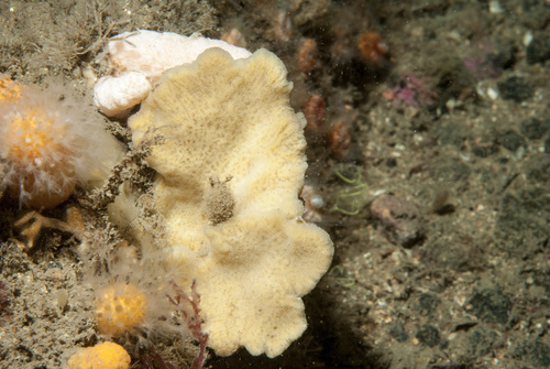 Clathria (Clathria) barleei
